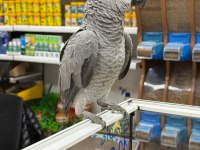 7 Aylık Yavru Jako Papağanı