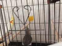 Acil kafes ve yuvalık içinde çift sultan papağanı