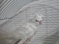 Albino sultan papağanı