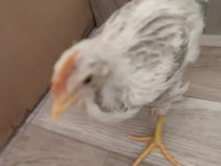 Ötmeye Yaklaşan Horoz Civcivleri