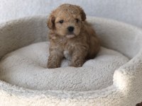 Maltipoo A Kalite Yavrular