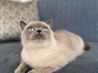 1,5 yaşında kısırlaştırılmış british shorthair kızımız
