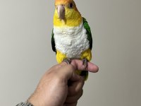 Caique Papağanı Süper Formda
