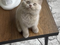 Cinnemon Fawn British Shorthair