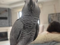 1 Yaşında Erkek Jako Papağanı