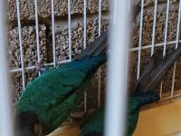 2023 Bilezikli Hazır Garanti Turkuaz Konur Takım