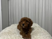 Üst Düzey Poodle Yavrular Yeni Ailesini Aramakta