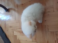 Güzel İran Kedisi Kızımız