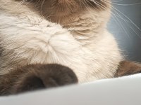 British Siyam Kırması 2 Saf Irk