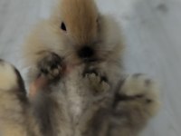 Hollanda Lop Ve Aslanbaş Tavşanları