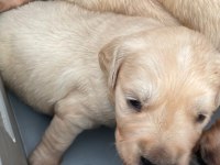 Golden Retriever Sevgi Dolu Sadık Dostunuz