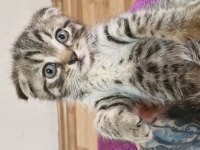 2 aylik scottish fold