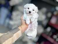 Kar Beyaz Maltese Terrier