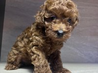 Kore 56 Günlük Toy Poodle Dişi Ve Erkek Yuva Arıyor