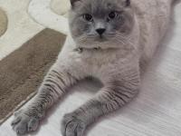 Kedimize Yeni Evini Ve Sahibini Arıyorum