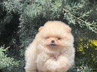 Muhteşem Pomeranian Renkler