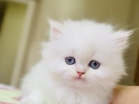 Oyuncak gibi british longhair kız