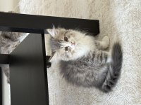 British longhair 3 aylık erkek