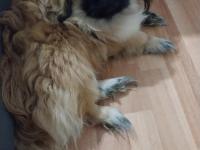 5-6 Ay Erkek Pekinez