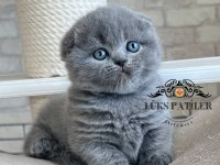 Ayıcık Surat Gri Scottish Fold