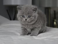 Gümüş Zarafet Gri British Shorthair Yavrumuz