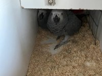 2 Çift Hazır Jako Papağanı Takım