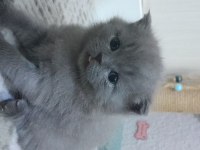 2 Gri British Longhair 40 Günlük