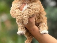 Mini Boy Aşılı Poodle Bebekler