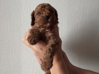 Ev Ortamında Bakılan Kendi Köpegimizin Yavrularıdır