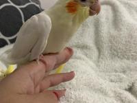 Ele Alışkın Isırma Bilmez Sultan Papağanı