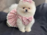 Ayı Surat Pomeranian Boo Yavrular
