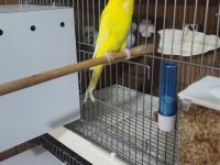 Jumbo Muhabbet Kuşu