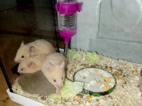4 Haftalık Evcil Suriye Hamsterları Yeni Yuvalarını Bekliyor
