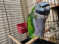 Lord derbiyan papağanı jumbo boy bilezikli