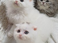 Longhair Poncik Bebek Kedilerimiz