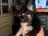 Şivava Bir Dişi Ve Bir Erkek Şivava