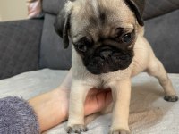 Pug yavru köpek