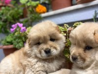 Yavru Çin Aslanlarımız Sağlık Ve Irk Garantilidir