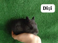 Hollanda Cücesi Tavşan Eşli Yada Tek Olarak Siyah Beyaz