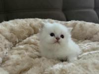 1 Aylık Yavru British Longhair Yavrular