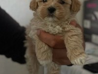 Sevimli Maltipoo Yavruları