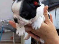 Safkan Maskeli Fransız Bulldog Yavrular