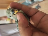 Sevda Papağanı El Besleme