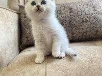 Scottish Fold Shorthair Silver Shaded Ns11 Bebeğimiz.