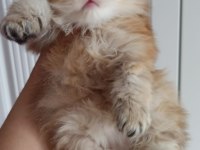 Emsalsiz British Longhair Ny11