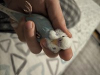 45 Günlük Muhabbet Kuşu Yavrular