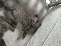 Scottish Fold Yavru Kedimiz