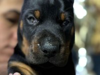 Avrupa’nın En İri European Doberman Yavruları