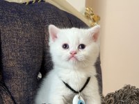 British Yavrularımız