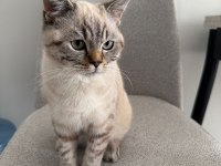 British Shorthair Ns24 Silver Tabby